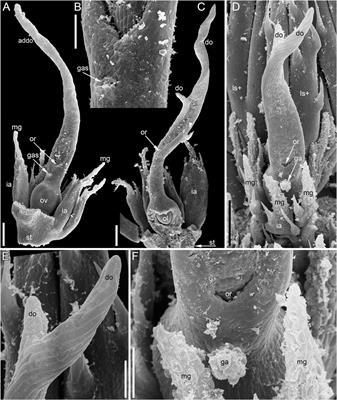 Refined Interpretation of the Pistillate Flower in Ceratophyllum Sheds Fresh Light on Gynoecium Evolution in Angiosperms